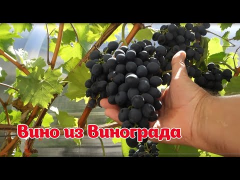 Видео: Виноград МОЛДОВА.  Вино в ДОМАШНИХ УСЛОВИЯХ.