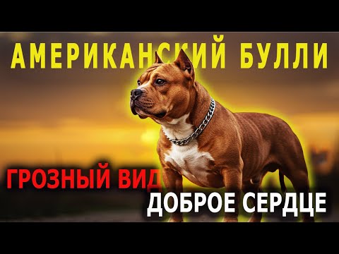 Видео: Американский Булли: Опасный Зверь Или Лучший Друг Семьи | Собаковедение