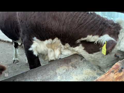 Видео: 30 октября 2025 г.