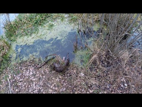Видео: Охота на бобра. Бобр попался в КП 320 (Будни охотника и рыбака)