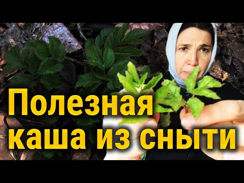 Видео: Сныть и антипаразитарная каша.