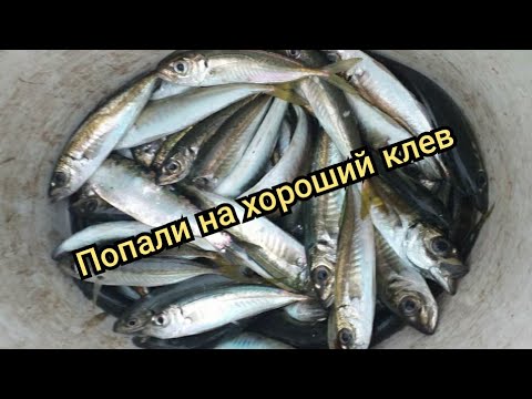 Видео: Ловля ставриды с лодки