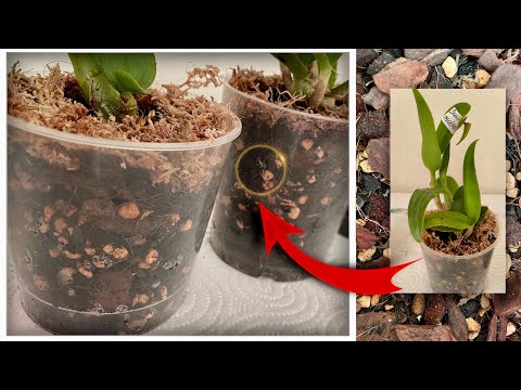 Видео: ТАК сажаю орхидеи ДЕНДРОБИУМ ы размер 1,7❗️ ПРОСТАЯ посадка/пересадка орхидея ДЕНДРОфаленопсис