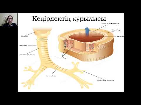 Видео: Тыныс алу, оның жас ерекшеліктері. Тыныс гигиенасы
