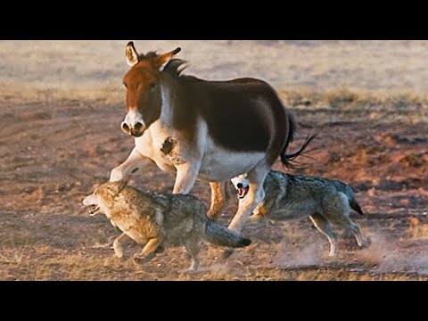 Видео: Эти Ослы сражаются с Волками и Барсами! Кианги – титаны Тибета!