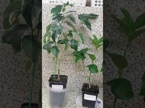 Видео: Почему погибают лимоны зимой??Продолжаем разговор..