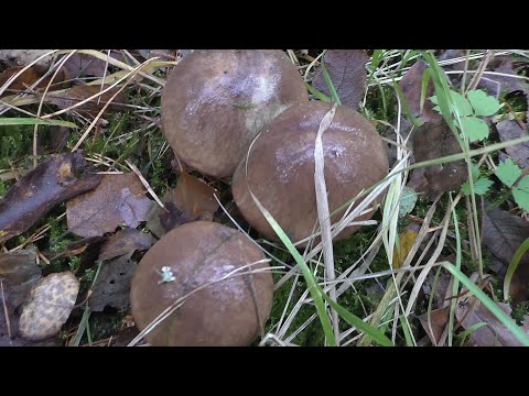 Видео: НАШЛИ ГРИБНОЕ МЕСТО В ЛЕСУ! Вот вот ноябрь, А МЫ ПО ГРИБЫ В ЛЕС!