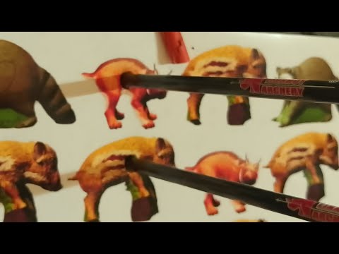 Видео: Подготовка к стрельбе из лука на 3D соревнованиях в помещении.