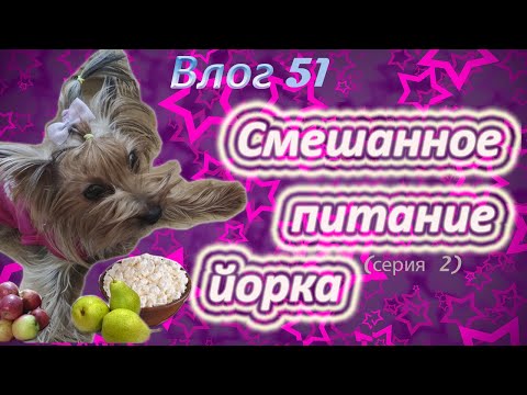 Видео: Смешанное питание йорка. Какое мясо можно йорку? Что можно есть йоркширскому терьеру?