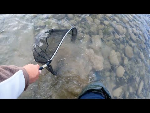 Видео: Пізня Осінь. Як зловити БАГАТО РИБИ на річці