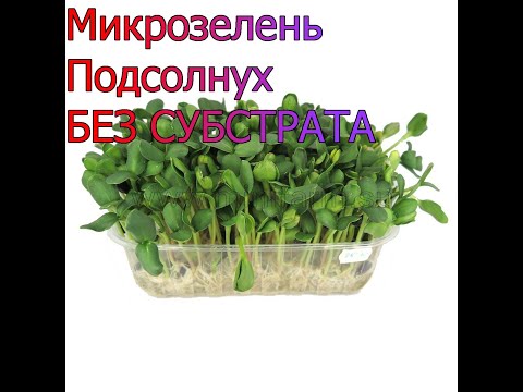 Видео: Как вырастить микрозелень ПОДСОЛНУХА! САМЫЙ ПРОСТОЙ СПОСОБ!! Без СУБСТРАТА!