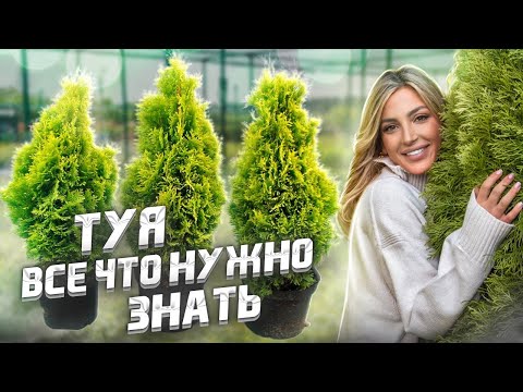 Видео: ТУЯ 🌲 Брабант или Смарагд? Посадка - Стрижка - Уход - Полив