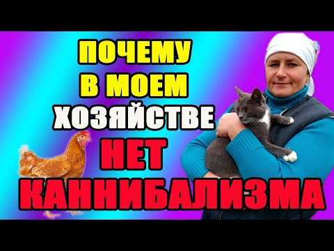 Видео: Как я избавилась от расклева и каннибализма у кур. Мой секретный ингредиент.