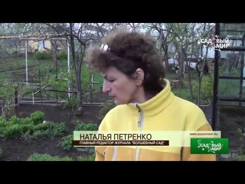 Видео: Розы в саду  Эти розы цветут более 30 лет!. Сайт "Садовый мир"