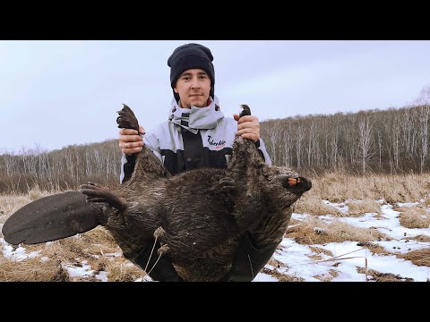 Видео: Охота на бобра.Попался трофейный бобр!