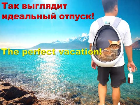 Видео: Cats have a great vacation! I envy them! 🐱🐱🐱/ Потрясающий отпуск у котиков! Я им завидую!  (｡◕‿◕｡)☼