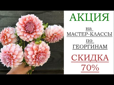 Видео: АКЦИЯ ЗГ ГЕОРГИН
