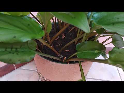 Видео: ДРИМИОПСИСЫ история двух растений