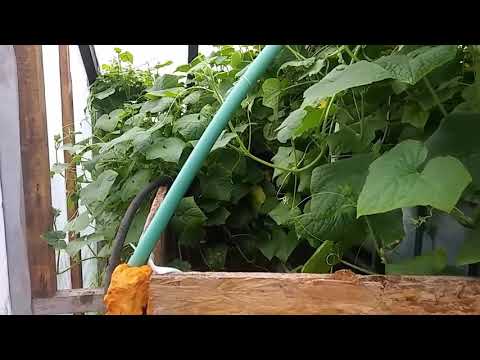 Видео: Аквапоника огурец клариевый сом вода убежала
