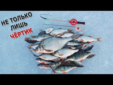 Видео: Безмотылка ловит всё... а ехали за плотвой - чёртик и конфетка в работе