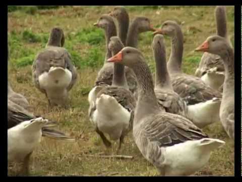 Видео: Живой дом. Птицы усадьбы Мон-Блан