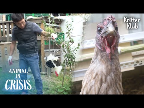 Видео: Петух, Сбежавший Из Дома, Терпит Бедствие. l Животное в кризисе Ep 337