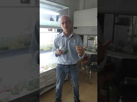 Видео: О технологии in vitro при размножении ягодных культур