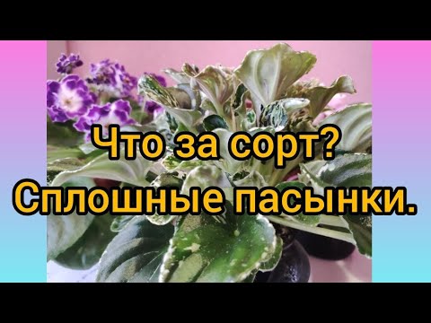 Видео: До чего можно довести фиалку? Ну очень плодовитый сорт!!!