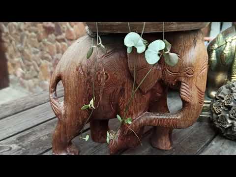 Видео: Комнатные цветы. Новинки. Церопегия. Ceropegia woodii Marlies,, Ceropegia woodii Silver Glory.