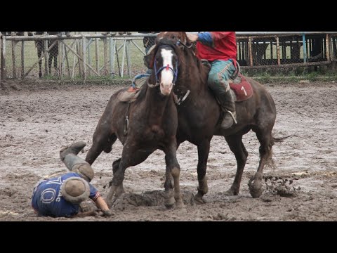 Видео: 💥Ахиллес - лучшая лошадь! 🔥 Мыкты ат! The best horse!
