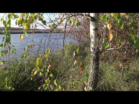 Видео: Осінь \ на кивок