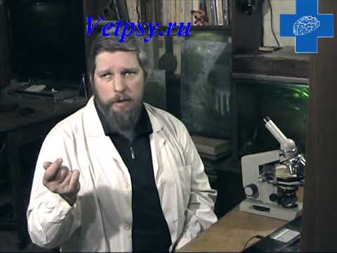 Видео: Мнимая глухота