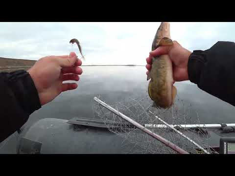 Видео: Рыбалка на #судака и два усатых нежданчика в отвес с лодки!