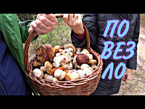 Видео: Грибов набрали слава Богу!
