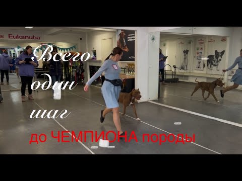 Видео: Всего один шаг до ЧЕМПИОНА породы. Сэму осталась 1 цацка в монопородке чтобы закрыть титул.