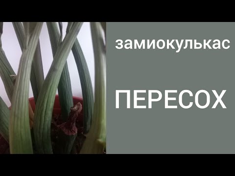Видео: Температура содержания. Влажность. А также ЧТО делать, если замиокулькас ПЕРЕСУШЕН?