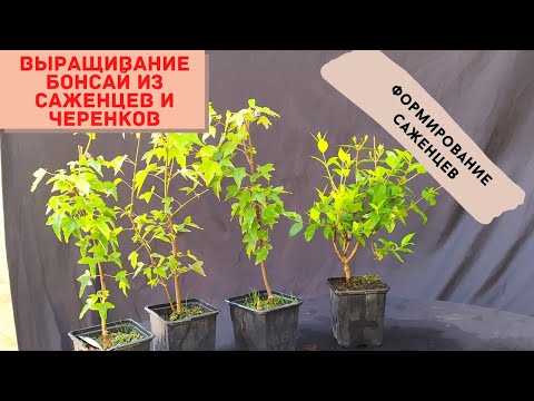 Видео: Бонсай производство, новое формирование и советы по выращиванию. Bonsai production. Growing tips