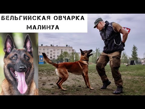 Видео: Малинуа: тест-драйв бельгийской овчарки.