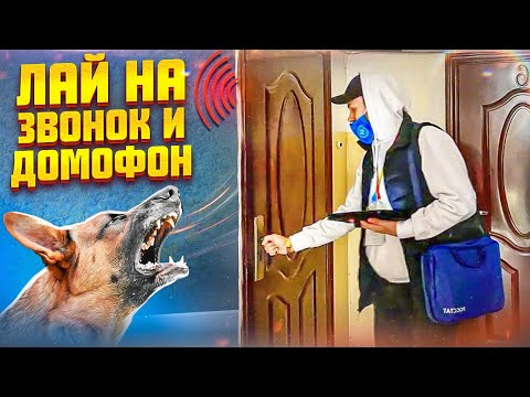 Видео: Лай на звонок и домофон(один из способов, как отучить реагировать)