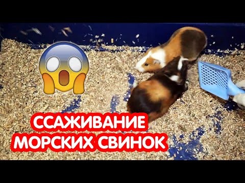 Видео: Знакомство и ссаживание морских свинок. Карантин для морских свинок