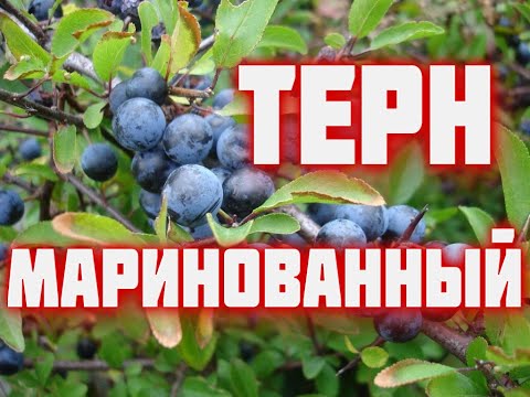 Видео: ТЕРН маринованный   супер закуска на зиму. тёрн как оливки ?