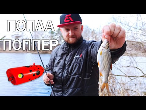 Видео: СУПЕР СНАСТЬ ПОПЛА ПОППЕР! Рыбалка на поплапоппер, ловля белой рыбы на спиннинг