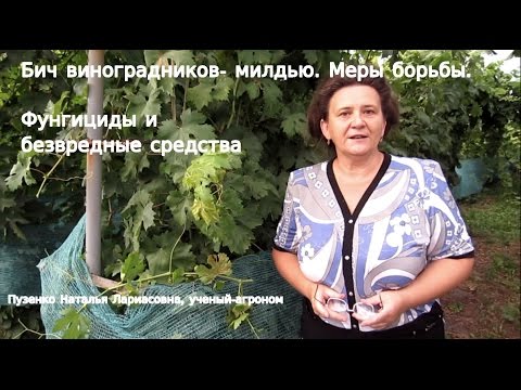 Видео: Бич винограда- милдью, методы борьбы, фунгициды и безвредные средства