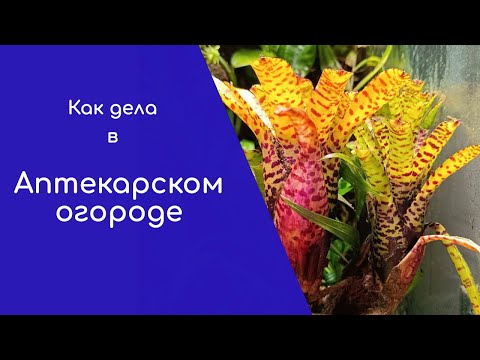 Видео: Как дела в Аптекарском огороде?
