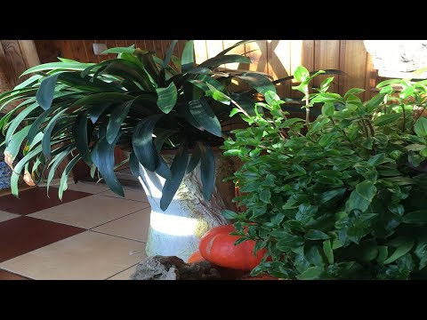 Видео: СОВМЕСТИМОСТЬ РАСТЕНИЙ В ОДНОМ ГОРШКЕ.  ВАЖНО ПРИМЕНЯТЬ ЭТИ ФАКТОРЫ!