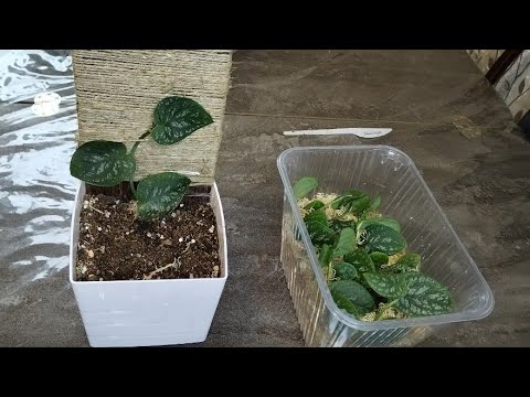 Видео: Монстера Дубиа: пересадка, обрезка, укоренение.