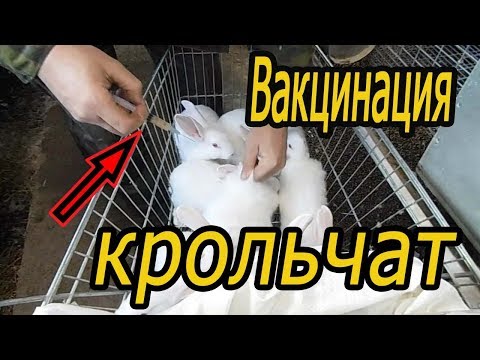 Видео: Вакцинация крольчат прививаю от вгбк-2 (видео 10)