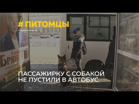 Видео: На выход! Имеют ли право выгонять из общественного транспорта пассажиров с собаками?