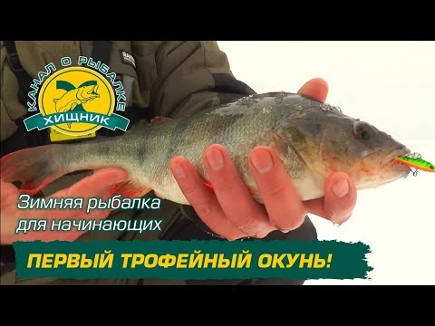 Видео: Зимняя рыбалка для начинающих. Первый трофейный окунь!