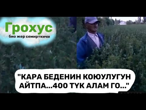 Видео: "ГРОХУСТУН ТААСИРИ АБДАН ЖАКШЫ ЭКЕН..."